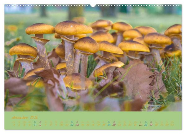 Produktbild: Un automne au Bois (Calendrier mural 2026 DIN A2 vertical) calendrier de bureau