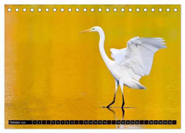 Produktbild: Eleganz in Wei&szlig; - Der Silberreiher (Tischkalender 2026 DIN A5 quer), CALVENDO Monatskalender