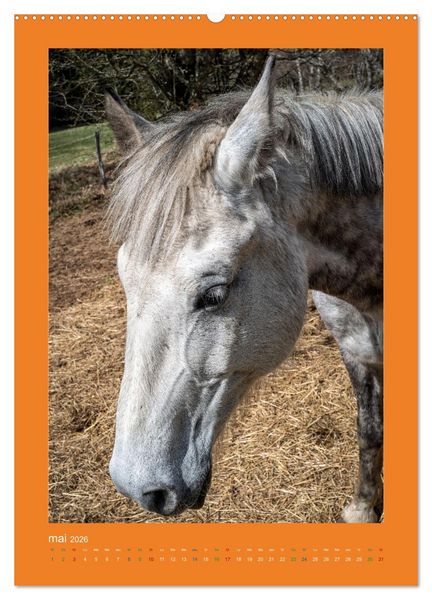 Produktbild: Beaut&eacute; rustique Regards animaliers (Calendrier mural 2026 DIN A2 horizontal) calendrier de bureau