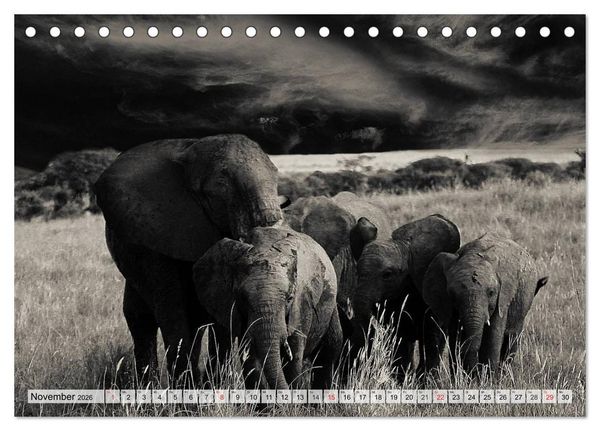 Produktbild: Wilde Tiere in schwarz-wei&szlig; (Tischkalender 2026 DIN A5 quer), CALVENDO Monatskalender