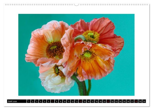 Produktbild: Mohn im Portr&auml;t (hochwertiger Premium Wandkalender 2026 DIN A2 quer), Kunstdruck in Hochglanz