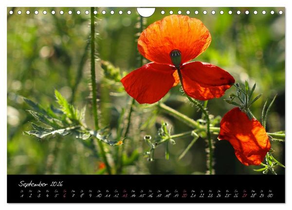 Produktbild: Zeit der Natur - Ein Augenblick zur Ewigkeit (Wandkalender 2026 DIN A4 quer), CALVENDO Monatskalender