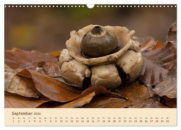 Produktbild: Pilzgalerie - Eindrucksvolle Aufnahmen von unseren heimischen Pilzen (Wandkalender 2026 DIN A3 quer), CALVENDO Monatskalender