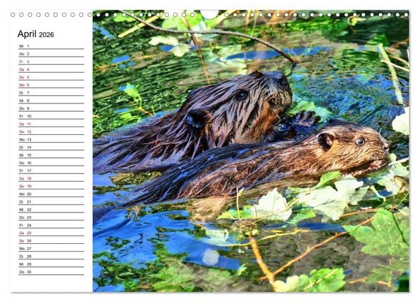 Produktbild: Das Familienleben der Biber (Wandkalender 2026 DIN A3 quer), CALVENDO Monatskalender