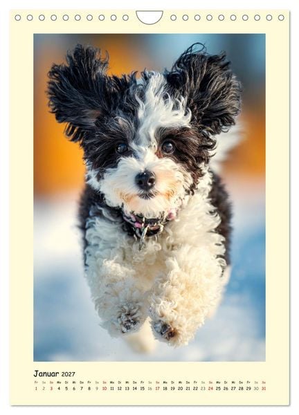 Produktbild: Pudelzauber. Flauschige Hunde f&uuml;r Herz und Seele (Wandkalender 2027 DIN A4 hoch), CALVENDO Monatskalender