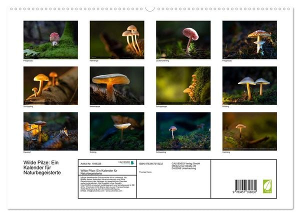 Produktbild: Wilde Pilze: Ein Kalender f&uuml;r Naturbegeisterte (hochwertiger Premium Wandkalender 2026 DIN A2 quer), Kunstdruck in Hochglanz