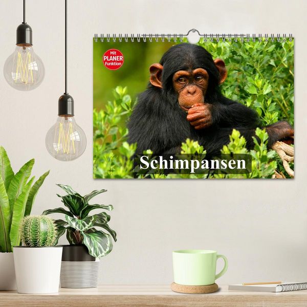 Produktbild: Schimpansen (Wandkalender 2026 DIN A4 quer), CALVENDO Monatskalender
