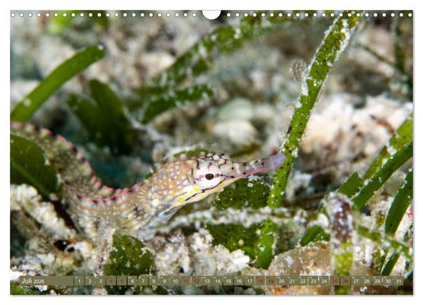 Produktbild: Tauchen, Fische und Meer (Wandkalender 2026 DIN A3 quer), CALVENDO Monatskalender