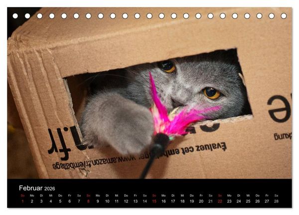 Produktbild: B&auml;rige Schmusetiger - Britisch Kurzhaar / CH-Version (Tischkalender 2026 DIN A5 quer), CALVENDO Monatskalender
