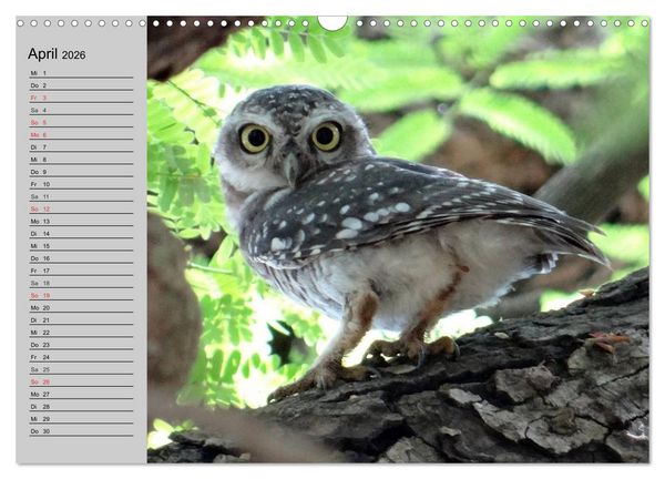 Produktbild: Eulen. W&auml;chter der Nacht (Wandkalender 2026 DIN A3 quer), CALVENDO Monatskalender