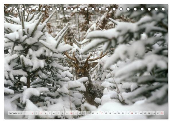 Produktbild: Emotionale Momente: Das Damwild. (Tischkalender 2027 DIN A5 quer), CALVENDO Monatskalender