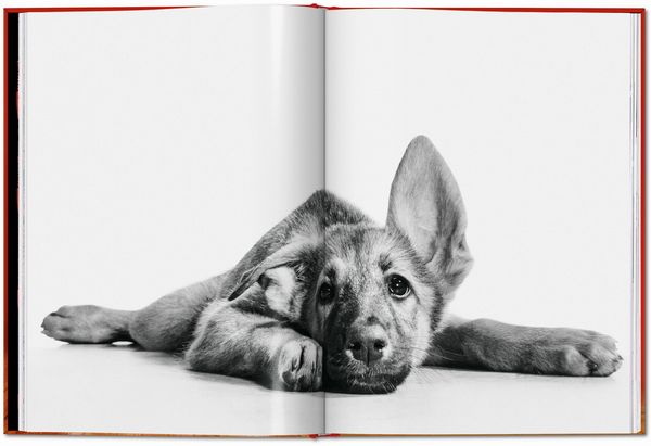 Produktbild: Walter Chandoha. Dogs. Photographs 1941&ndash;1991