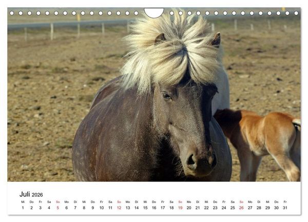 Produktbild: Die Pferde Islands - Ein Streifzug durch Island (Wandkalender 2026 DIN A4 quer), CALVENDO Monatskalender