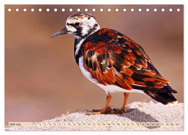 Produktbild: Afrikas Vogelwelt 2026 (Tischkalender 2026 DIN A5 quer), CALVENDO Monatskalender