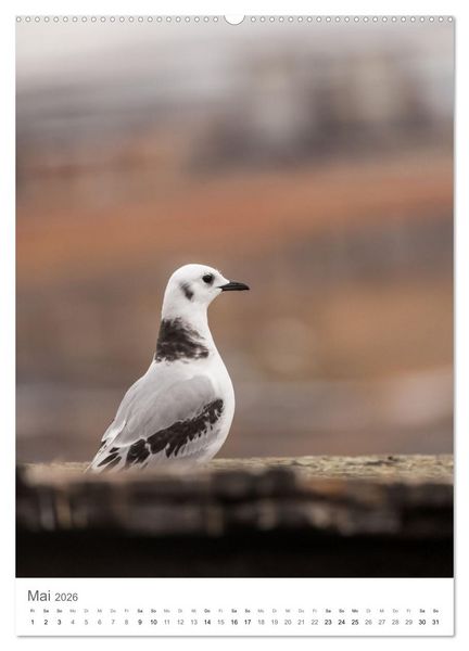 Produktbild: Die Arktis - Naturfotografien aus Spitzbergen (hochwertiger Premium Wandkalender 2026 DIN A2 hoch), Kunstdruck in Hochglanz