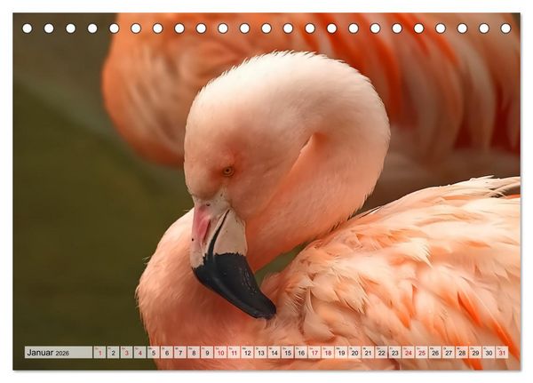 Produktbild: Flamingo Zauber (Tischkalender 2026 DIN A5 quer), CALVENDO Monatskalender