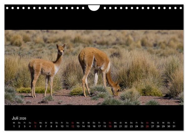 Produktbild: Peru & Bolivien - Land der Inka (Wandkalender 2026 DIN A4 quer), CALVENDO Monatskalender