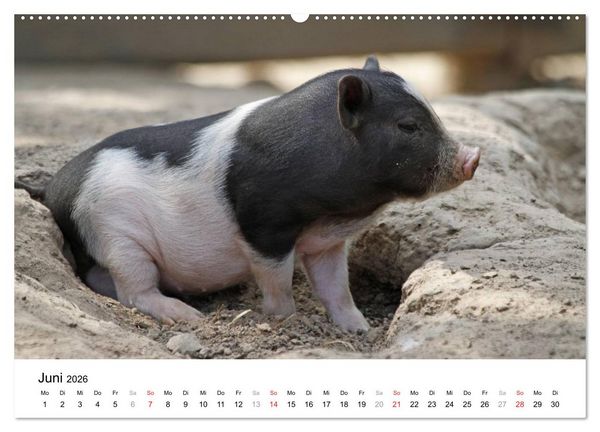Produktbild: Schwein gehabt! (hochwertiger Premium Wandkalender 2026 DIN A2 quer), Kunstdruck in Hochglanz