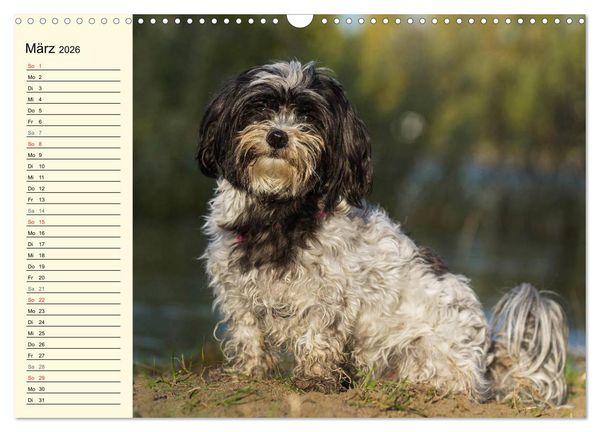 Produktbild: Havaneser - Herz auf 4 Pfoten (Wandkalender 2026 DIN A3 quer), CALVENDO Monatskalender