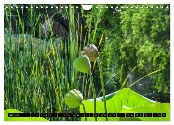 Produktbild: Botanischer Garten Palermo (Wandkalender 2026 DIN A4 quer), CALVENDO Monatskalender