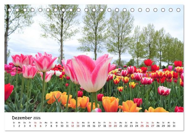 Produktbild: Tulpenbl&uuml;te in Flevoland 2026 (Tischkalender 2026 DIN A5 quer), CALVENDO Monatskalender