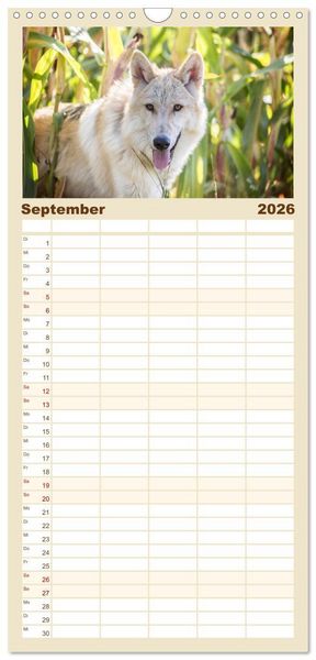 Produktbild: Familienplaner 2026 - Wolfshunde 2026 mit 5 Spalten (Wandkalender, 21 x 45 cm) CALVENDO