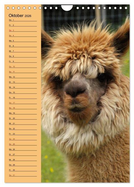 Produktbild: Alpakas zum Knuddeln gerne (Wandkalender 2026 DIN A4 hoch), CALVENDO Monatskalender