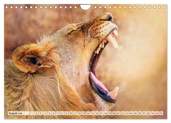 Produktbild: Afrikas L&ouml;wen 2026 (Wandkalender 2026 DIN A4 quer), CALVENDO Monatskalender