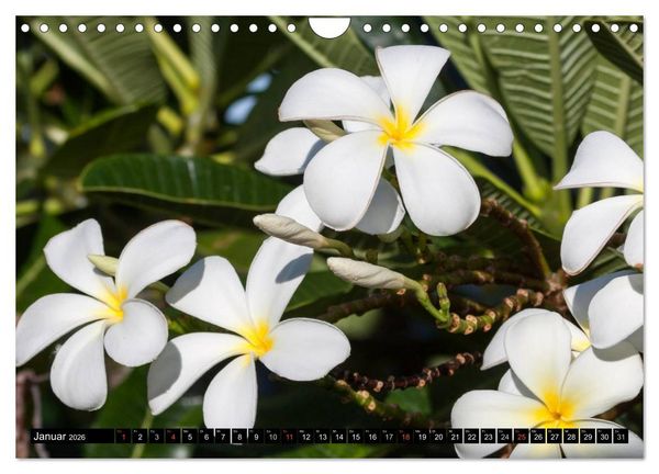 Produktbild: Hawai'i - Teil 1 (Wandkalender 2026 DIN A4 quer), CALVENDO Monatskalender