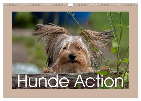 Hunde Action (Wandkalender 2025 DIN A3 quer), CALVENDO Monatskalender