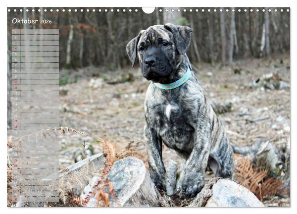Produktbild: Dogo Canario (Wandkalender 2026 DIN A3 quer), CALVENDO Monatskalender