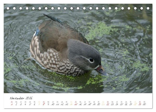 Produktbild: Mandarinenenten, die Liebe zur Natur (Tischkalender 2026 DIN A5 quer), CALVENDO Monatskalender