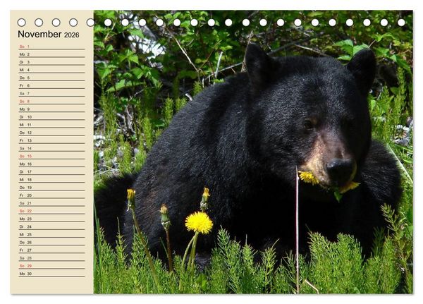 Produktbild: B&auml;ren (Tischkalender 2026 DIN A5 quer), CALVENDO Monatskalender