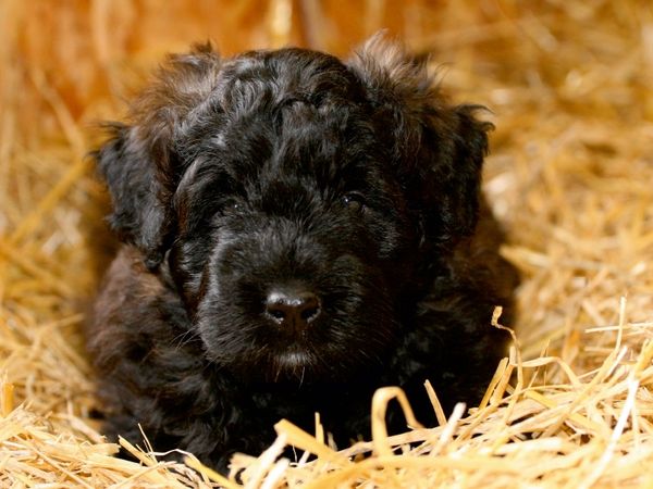 Produktbild: CALVENDO Puzzle Ein Motiv aus dem Kalender Bouvier des Flandres | 1000 Teile Lege-Gr&ouml;&szlig;e 64x48cm Foto-Puzzle f&uuml;r gl&uuml;ckliche Stunden