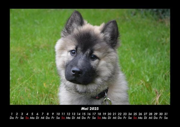 Produktbild: Welpen 2025 Fotokalender DIN A3