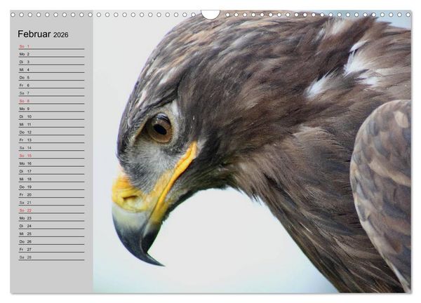 Produktbild: Adler und Greife. K&ouml;nige des Himmels (Wandkalender 2026 DIN A3 quer), CALVENDO Monatskalender