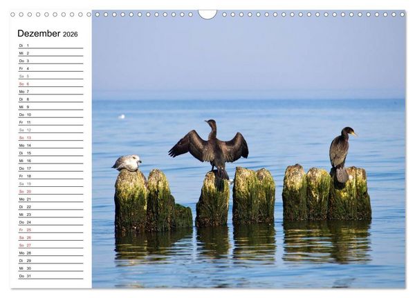 Produktbild: Treffpunkt Ostsee (Wandkalender 2026 DIN A3 quer), CALVENDO Monatskalender