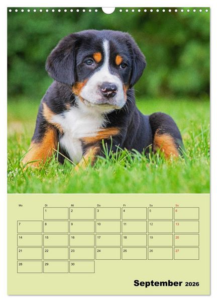Produktbild: Familienplaner Gro&szlig;er Schweizer Sennenhund (Wandkalender 2026 DIN A3 hoch), CALVENDO Monatskalender