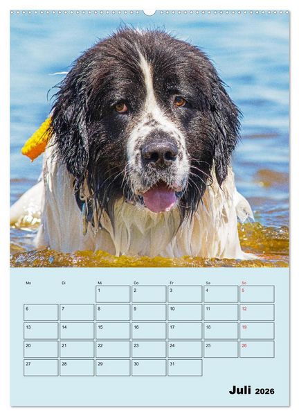 Produktbild: Familienplaner Landseer - Freund und Retter (hochwertiger Premium Wandkalender 2026 DIN A2 hoch), Kunstdruck in Hochglanz