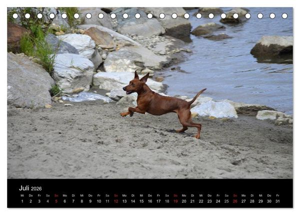 Produktbild: Deutscher Pinscher (Tischkalender 2026 DIN A5 quer), CALVENDO Monatskalender