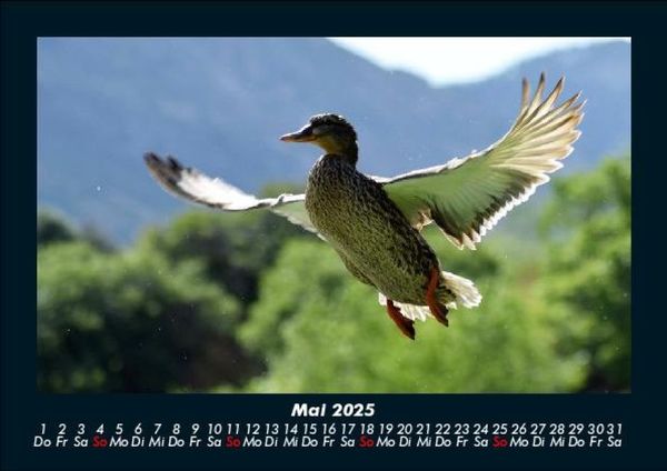 Produktbild: V&ouml;gel 2025 Fotokalender DIN A5