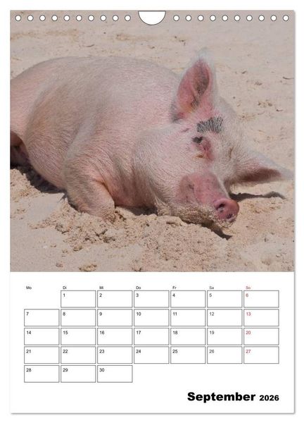 Produktbild: Schweine auf den Bahamas! (Wandkalender 2026 DIN A4 hoch), CALVENDO Monatskalender