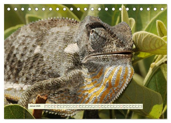 Produktbild: Reptilien des s&uuml;dlichen Afrikas (Tischkalender 2026 DIN A5 quer), CALVENDO Monatskalender