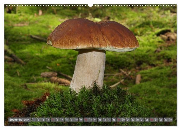 Produktbild: PILZE IM WALD (Wandkalender 2027 DIN A2 quer), CALVENDO Monatskalender