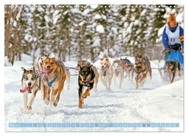 Produktbild: Schlittenhunderennen: Rasantes Schneetreiben (Wandkalender 2026 DIN A3 quer), CALVENDO Monatskalender