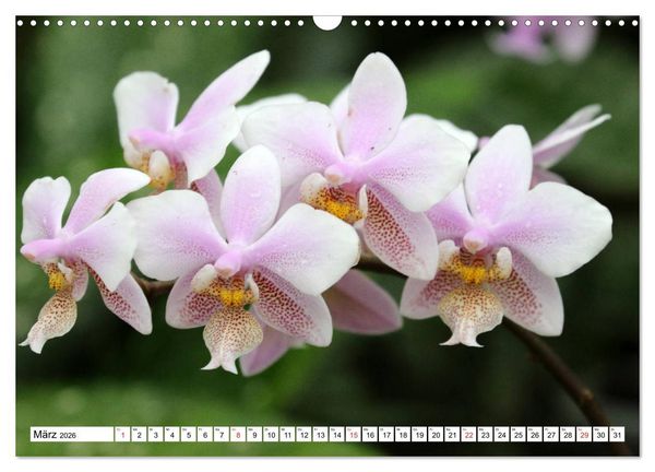 Produktbild: Prachtvolle Orchideen (Wandkalender 2026 DIN A3 quer), CALVENDO Monatskalender