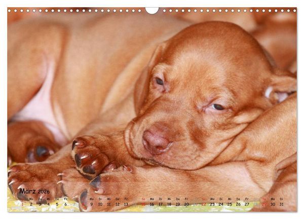Produktbild: Magyar Vizsla - pure Lebensfreude (Wandkalender 2026 DIN A3 quer), CALVENDO Monatskalender