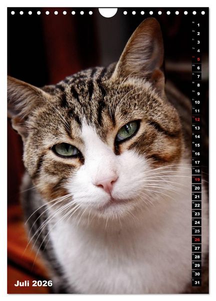 Produktbild: Istanbuls Katzen (Wandkalender 2026 DIN A4 hoch), CALVENDO Monatskalender