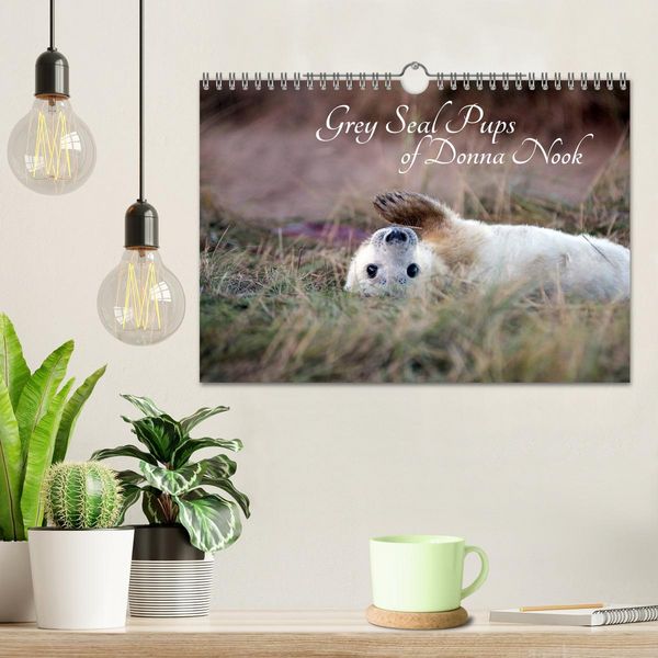 Produktbild: Grey Seal Pups of Donna Nook (Wall Calendar 2026 DIN A4 landscape), CALVENDO 12 Month Wall Calendar