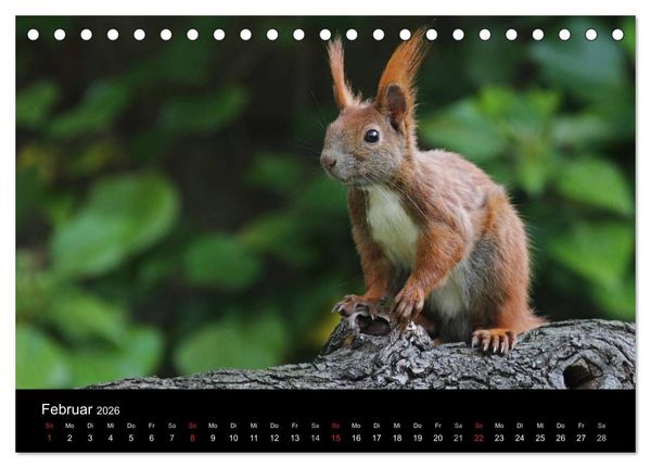 Produktbild: Artist im Garten. Das Eichh&ouml;rnchen (Tischkalender 2026 DIN A5 quer), CALVENDO Monatskalender